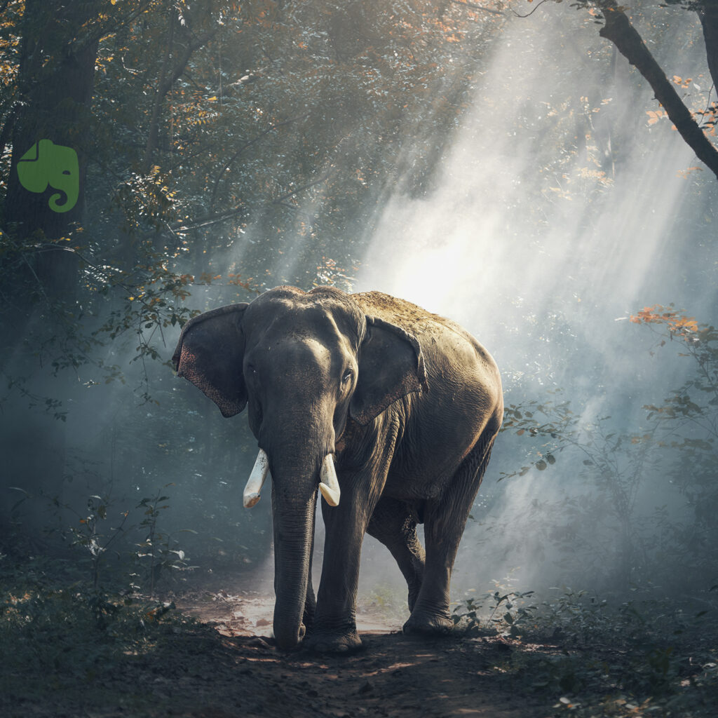Evernote